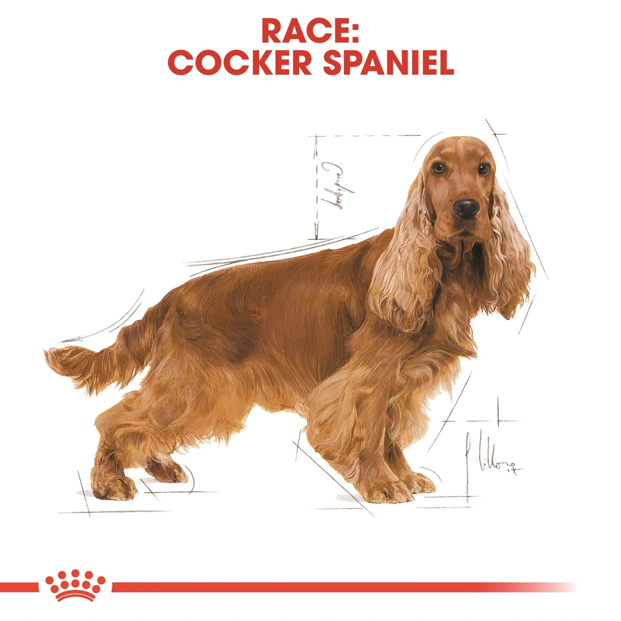 Royal Canin Cocker Spaniel Adult 3 kg - tørfoder til voksne hunde